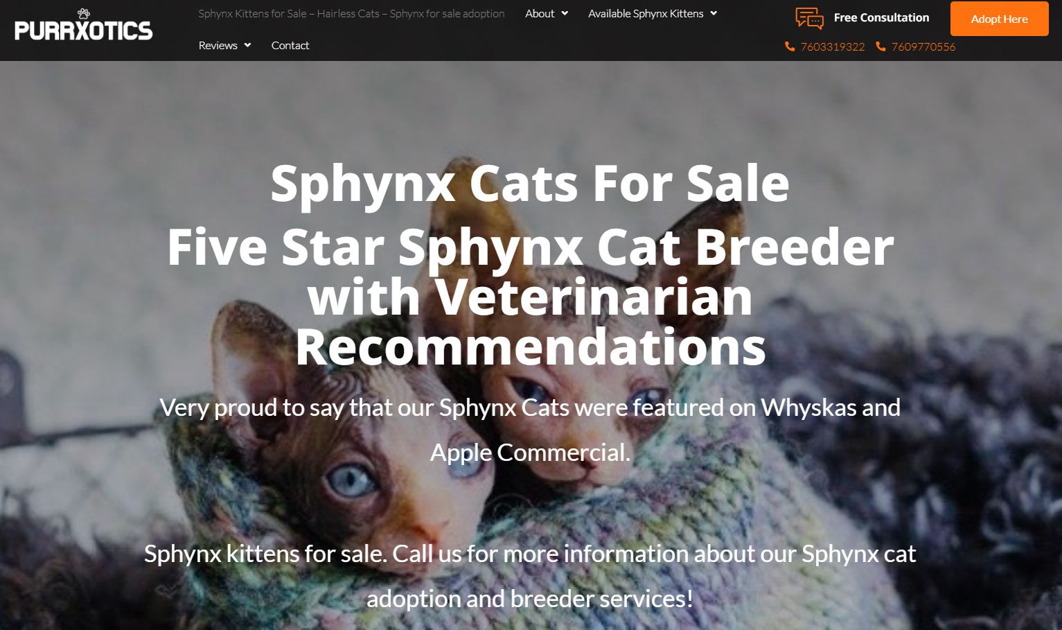 Where To Find A Sphynx Cat For Sale Greis Anatomy Where to find a sphynx cat for sale greis anatomy